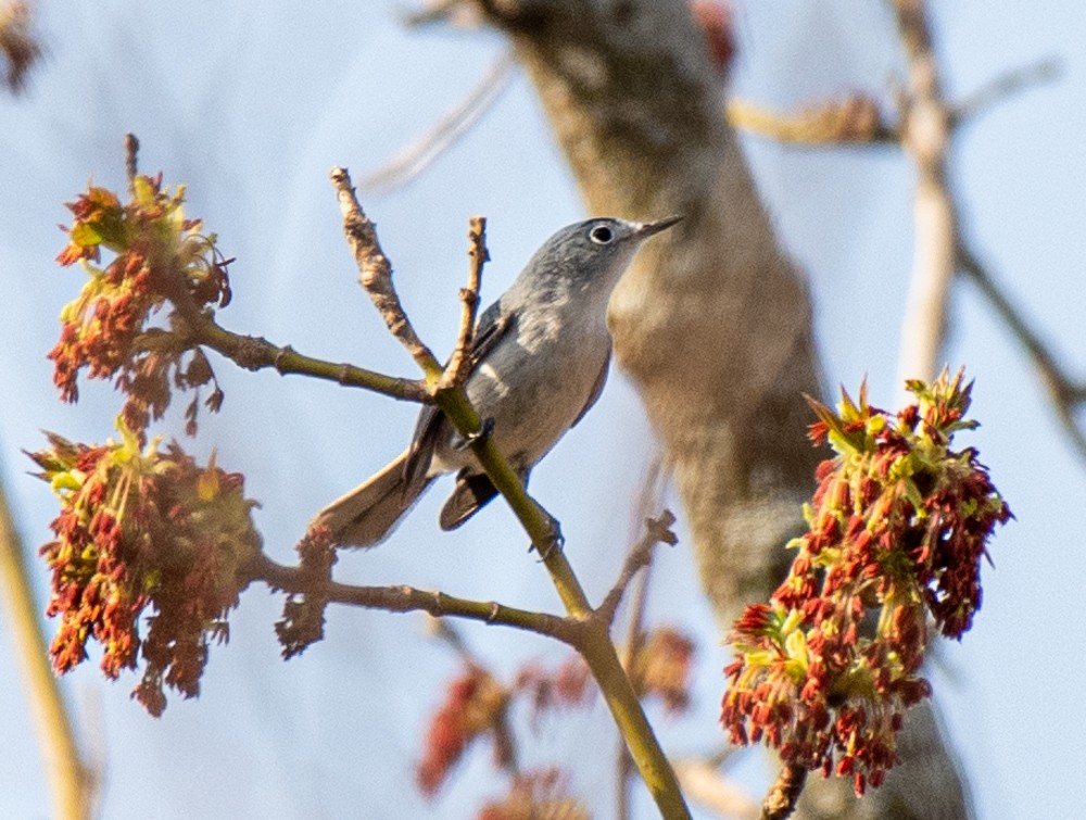 Blue-gray Gnatcatcher - ML557838861