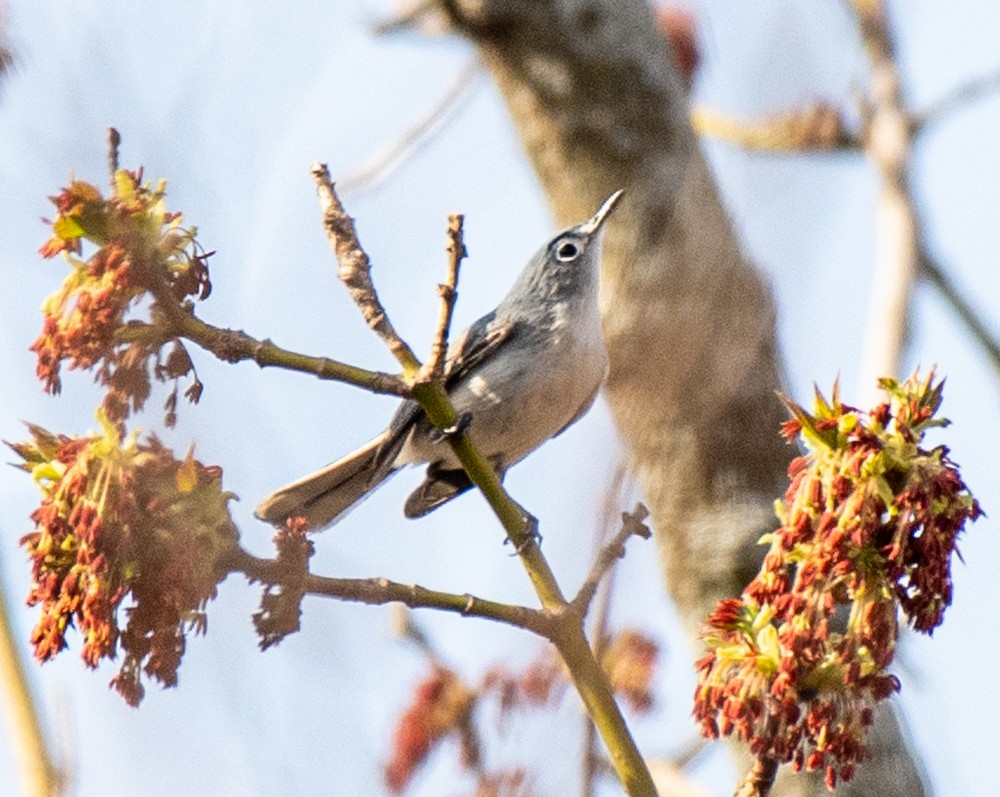 Blue-gray Gnatcatcher - ML557838871