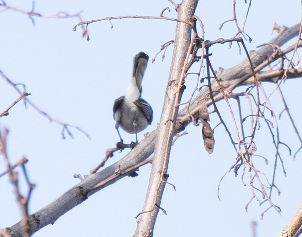 Blue-gray Gnatcatcher - ML557839321