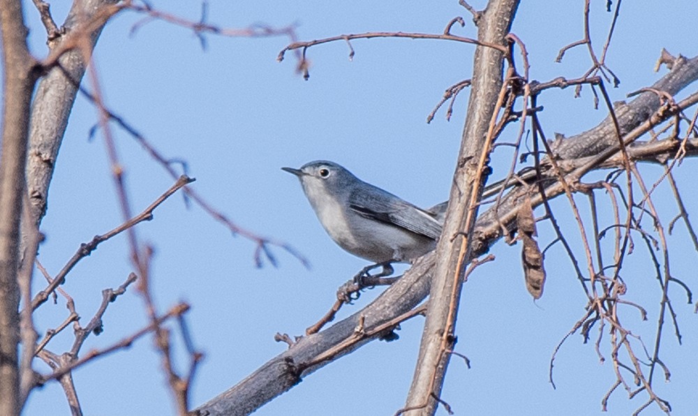 Blue-gray Gnatcatcher - ML557839331