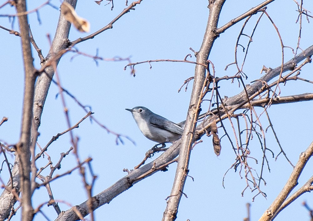 Gobemoucheron gris-bleu - ML557839341