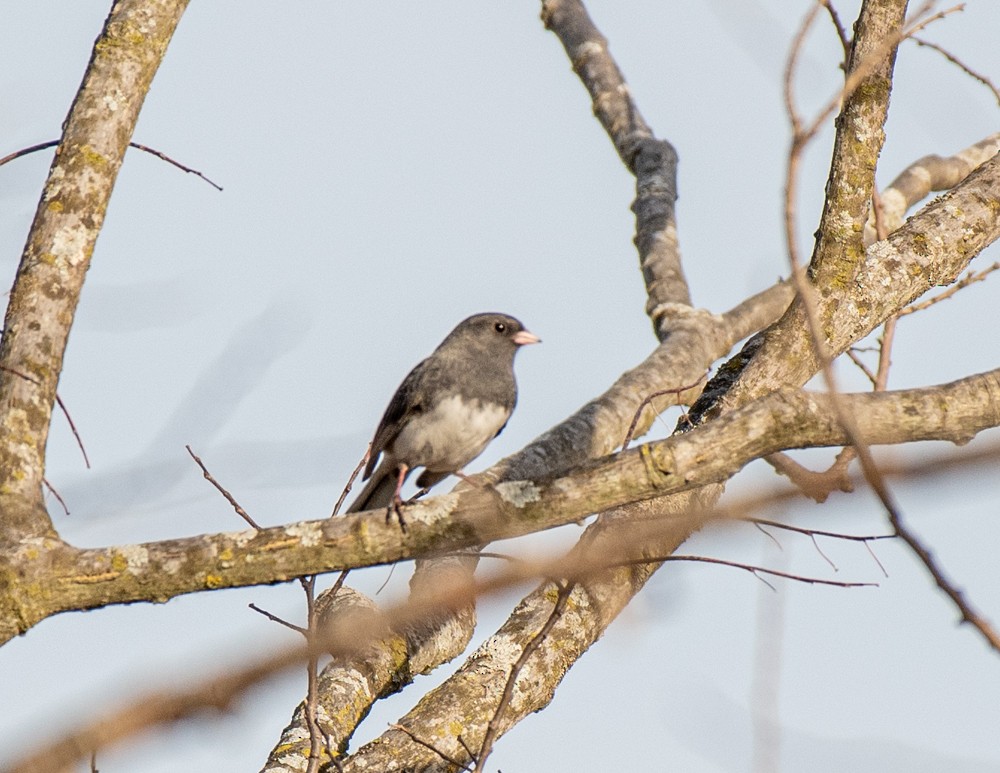 Junco ardoisé - ML557839451