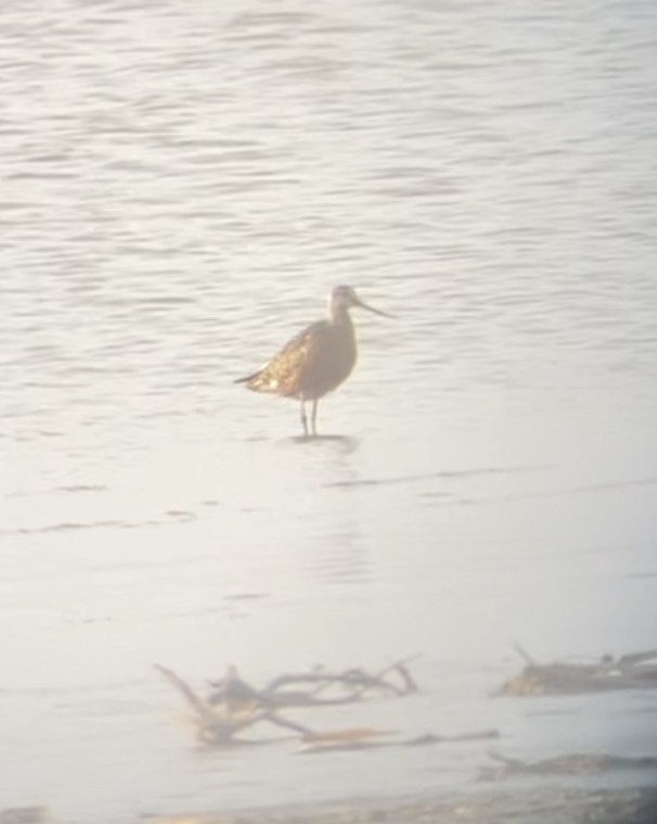 Hudsonian Godwit - ML557839461