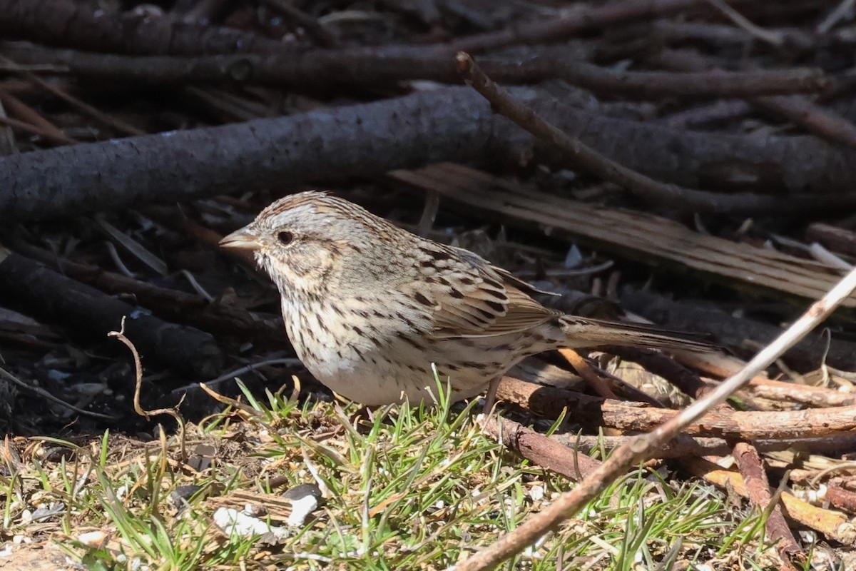 Lincoln's Sparrow - Ken McKenna