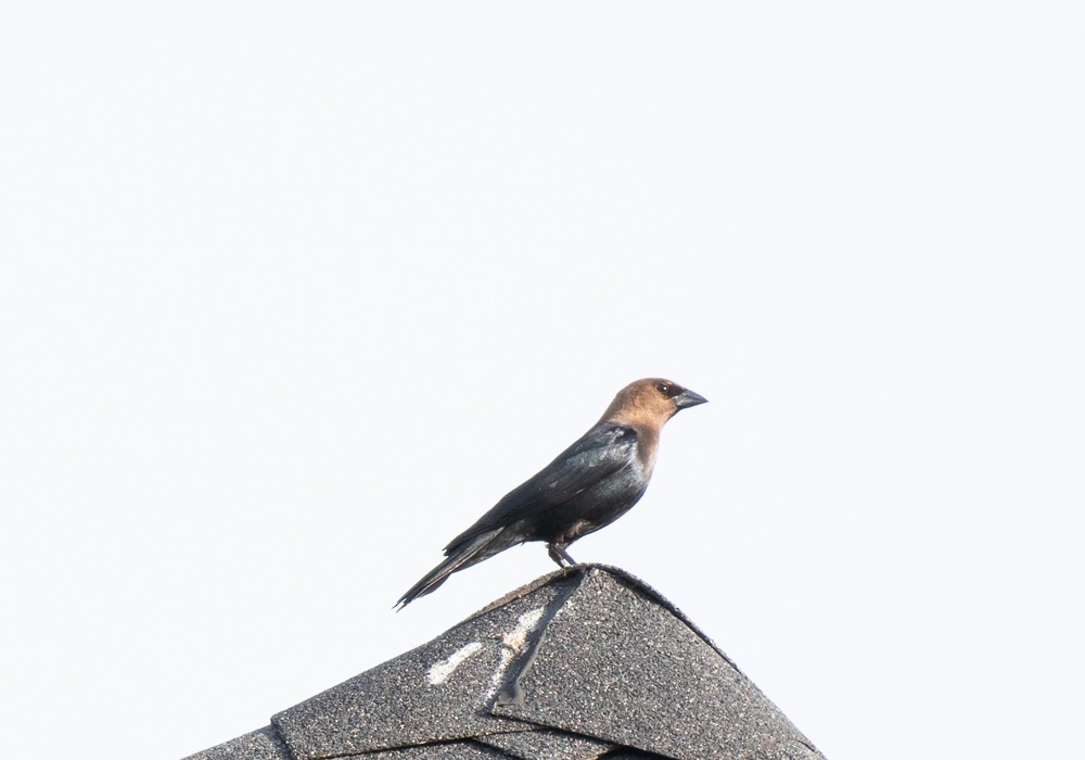 Brown-headed Cowbird - Estela Quintero-Weldon