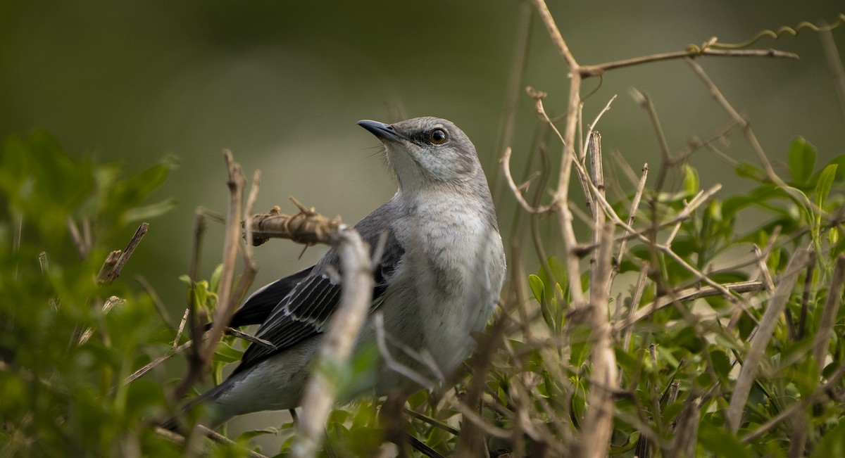 sangspottefugl - ML557840351