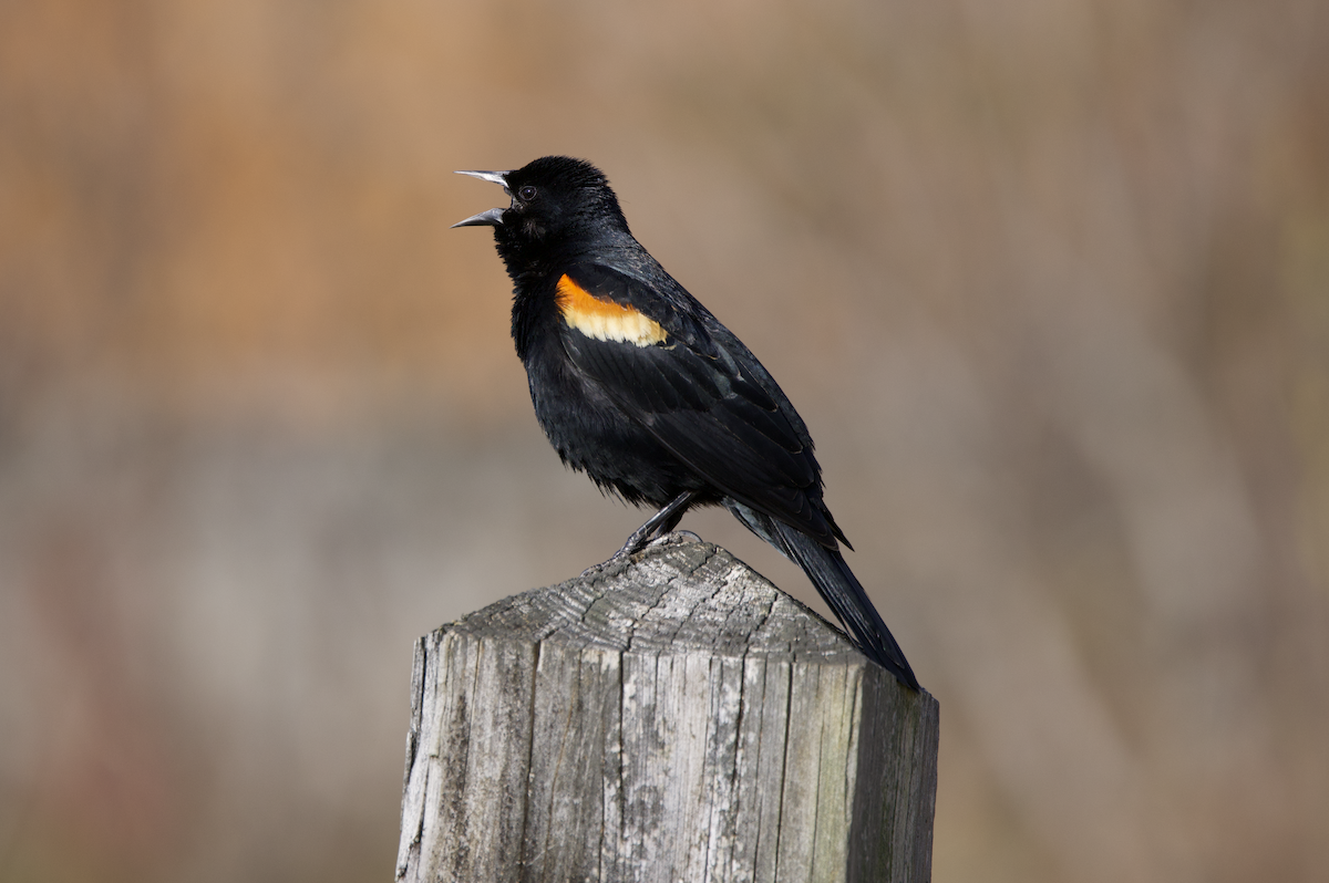 Red-winged Blackbird (Red-winged) - ML557843951