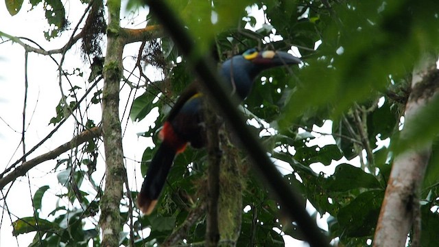 Plate-billed Mountain-Toucan - ML557844421