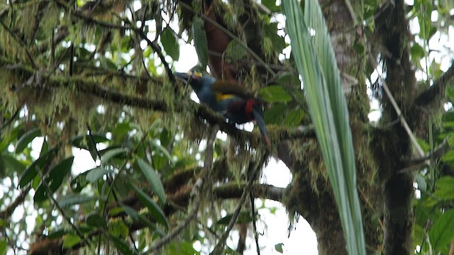 Plate-billed Mountain-Toucan - ML557844581