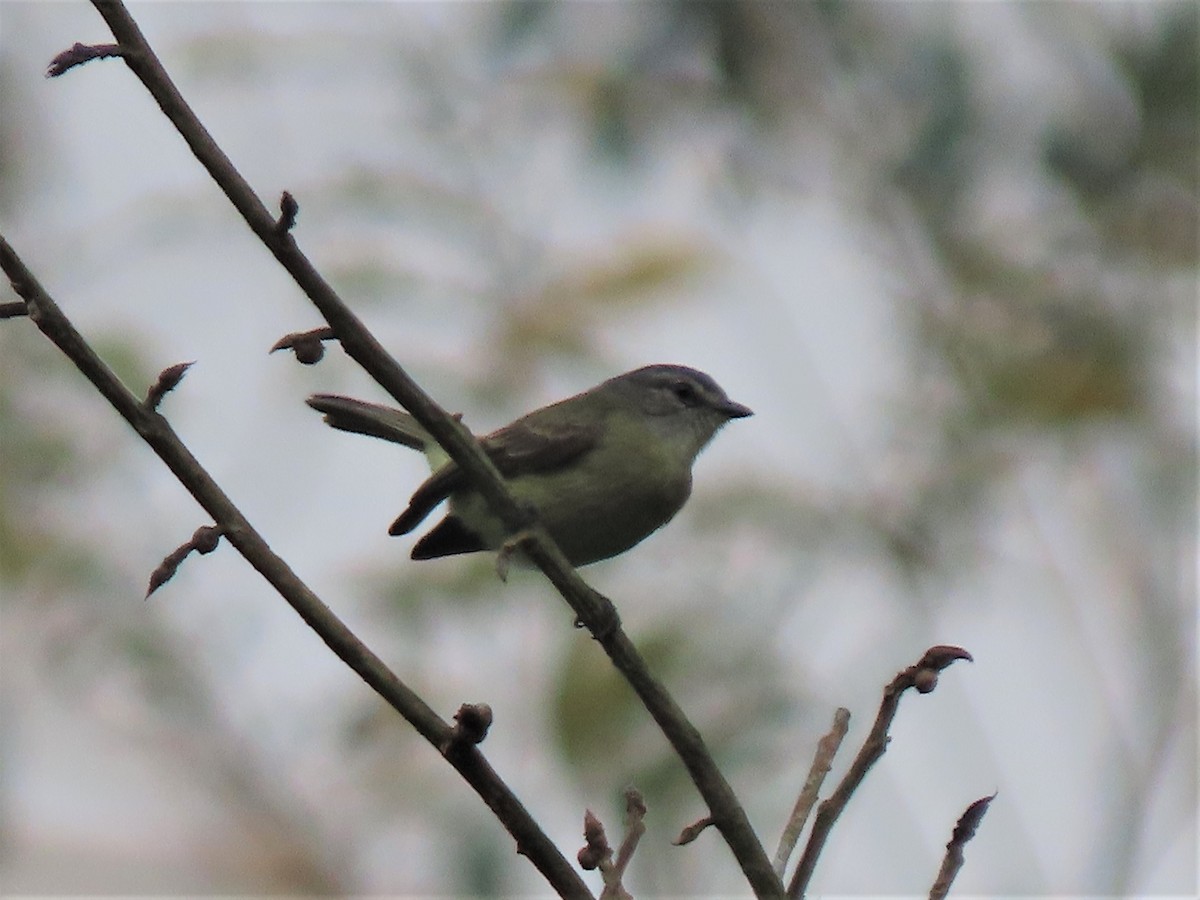 Sooty-headed Tyrannulet - ML557845461