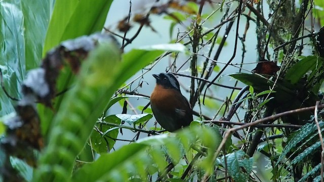 Tanager Finch - ML557845601