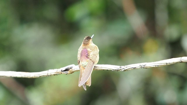 kolibřík duhovohřbetý - ML557846421
