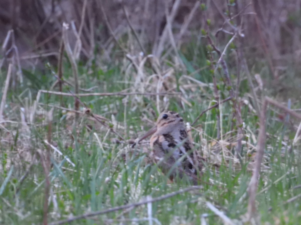 American Woodcock - ML557846741