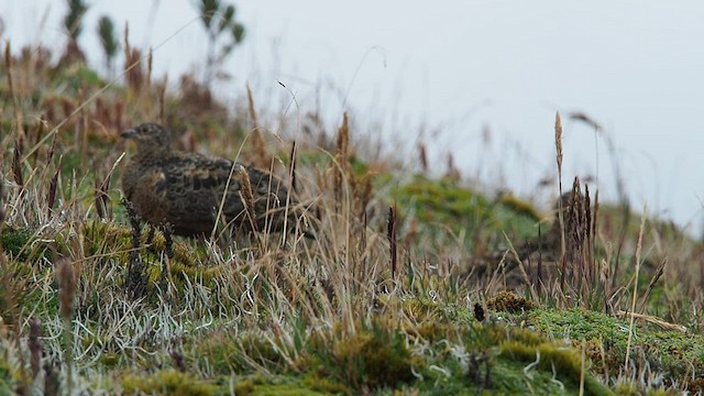 Rufous-bellied Seedsnipe - ML557847751