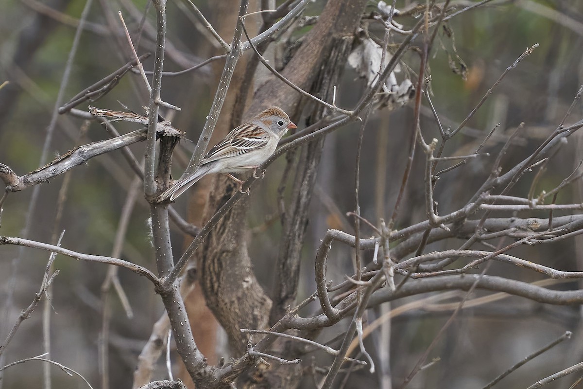 Field Sparrow - Dana Siefer