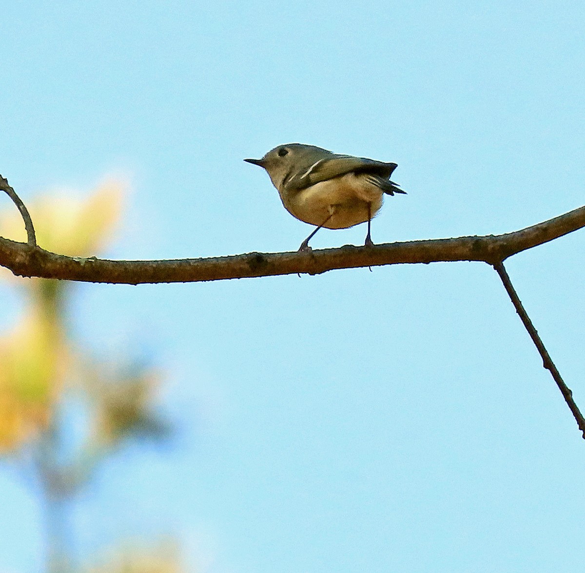 Ruby-crowned Kinglet - ML557849531