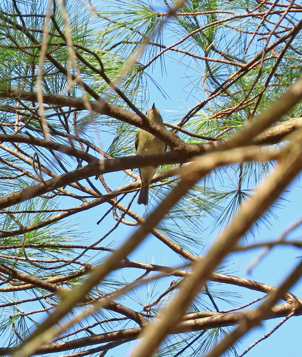 Ruby-crowned Kinglet - ML557849541