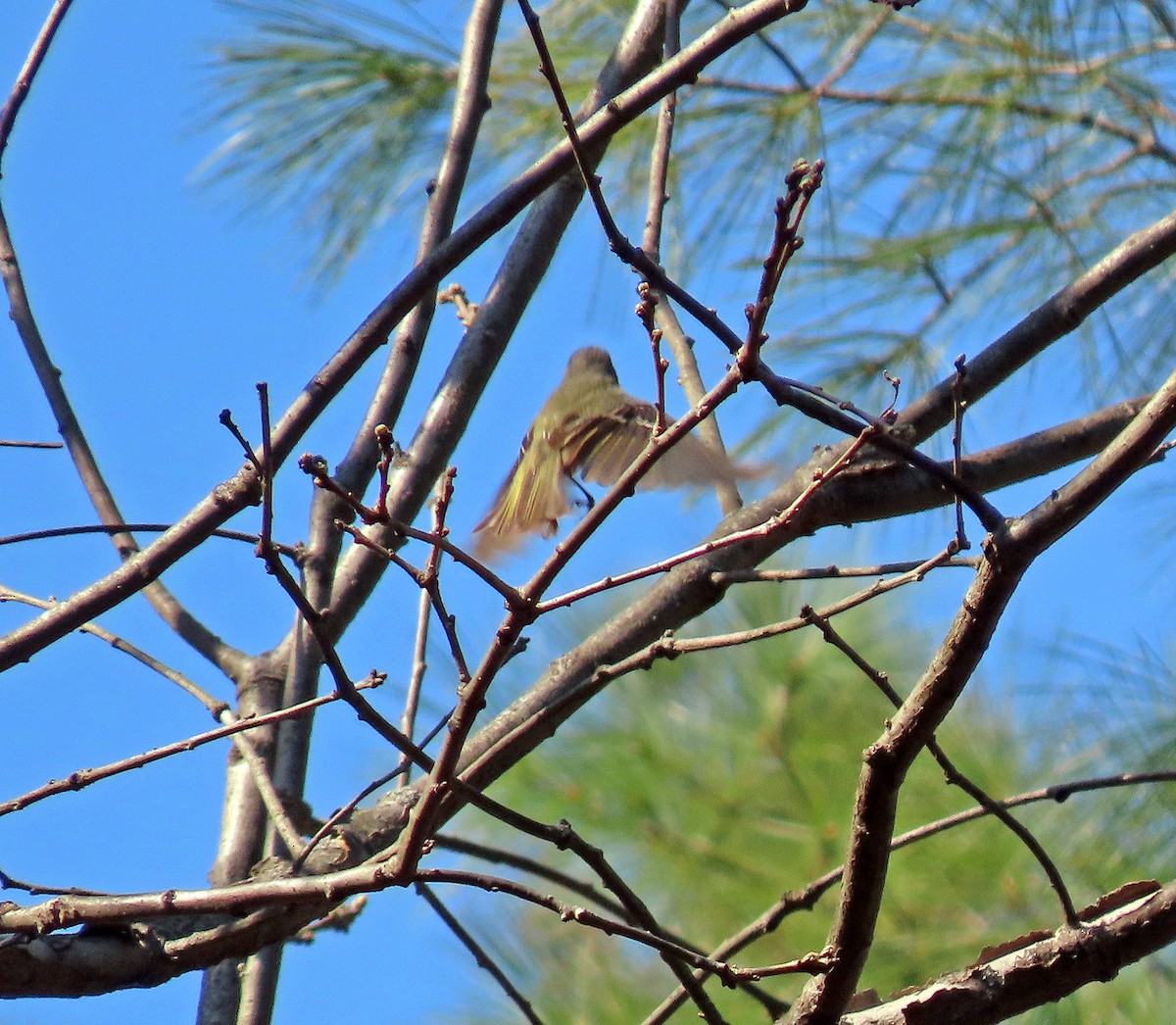 Ruby-crowned Kinglet - ML557849551