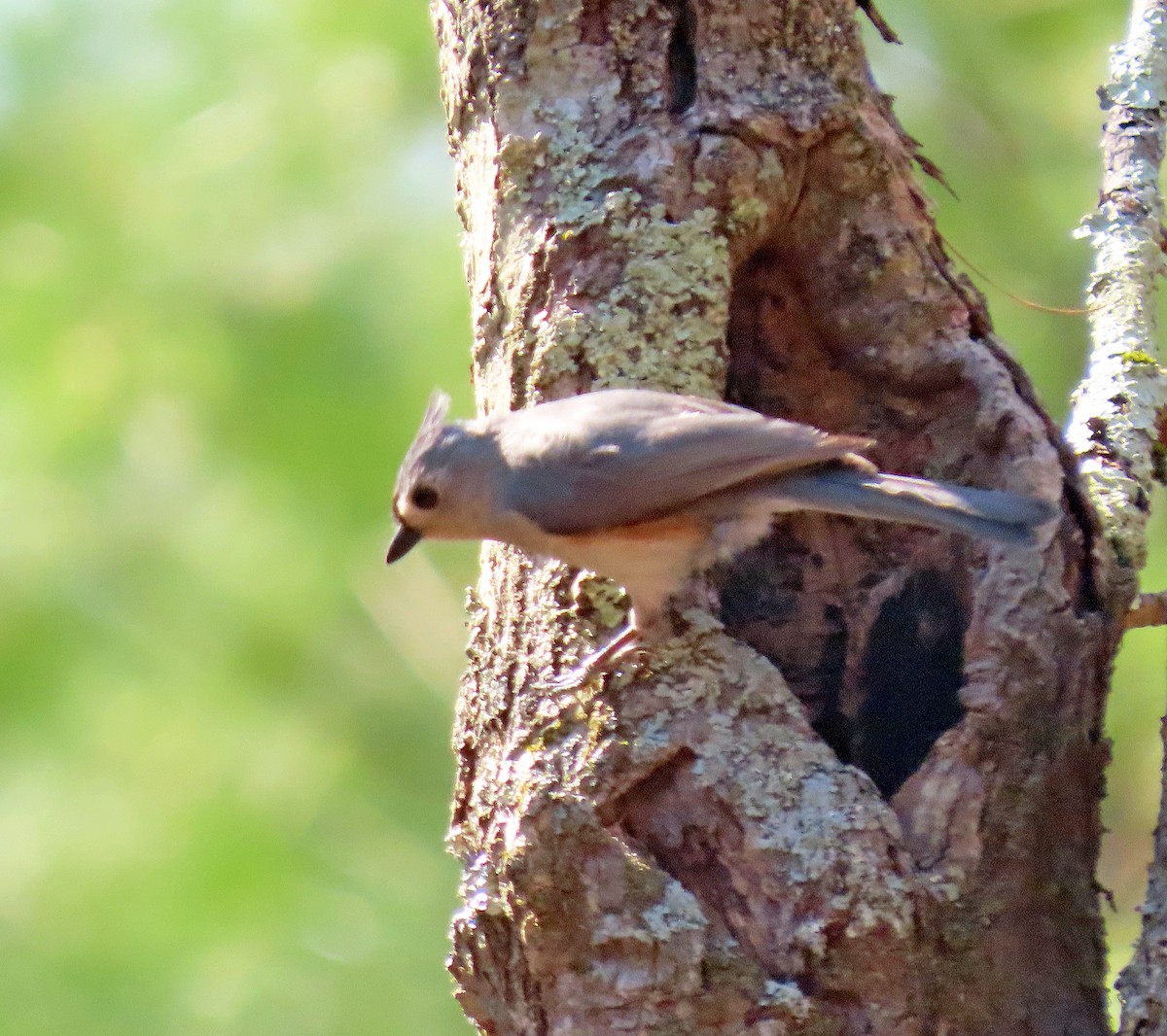 Tufted Titmouse - ML557849581