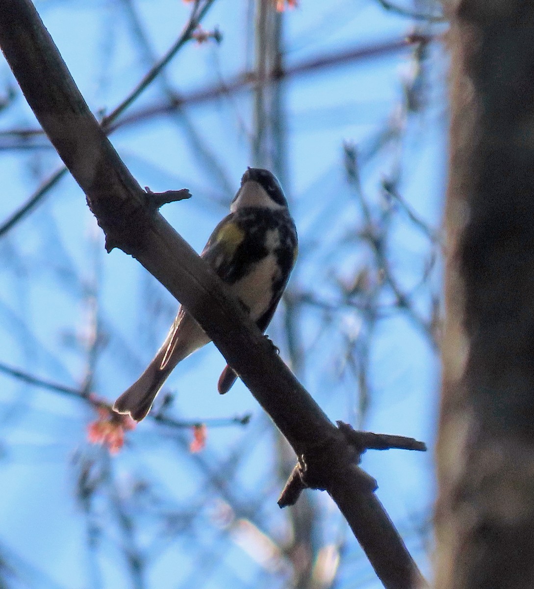 Yellow-rumped Warbler - ML557849881