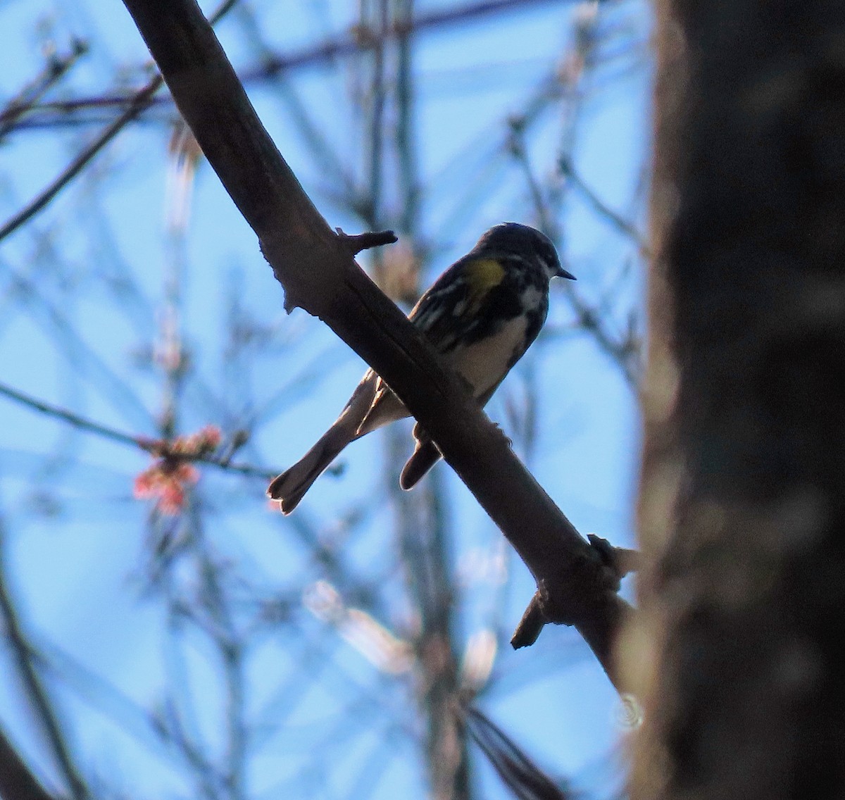 Yellow-rumped Warbler - ML557849891