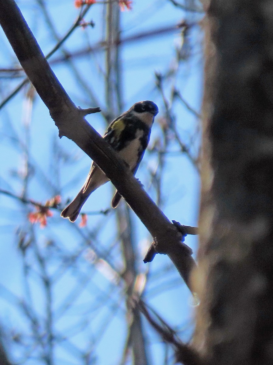 Yellow-rumped Warbler - ML557849901