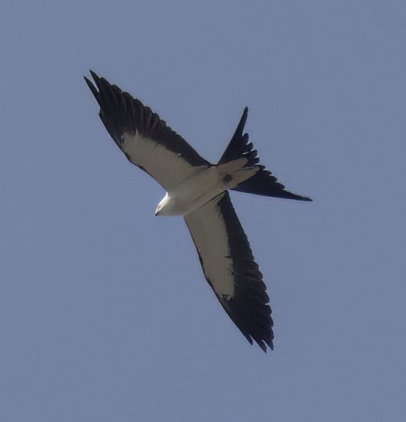 Swallow-tailed Kite - ML557850231