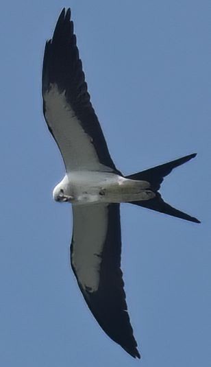 Swallow-tailed Kite - ML557850391