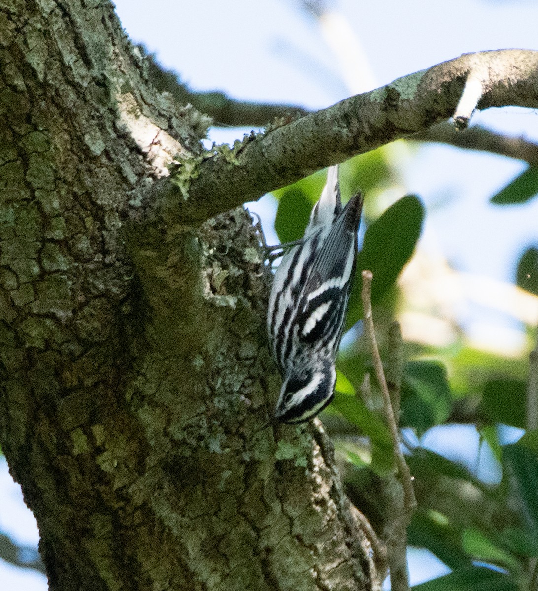 Black-and-white Warbler - ML557850541