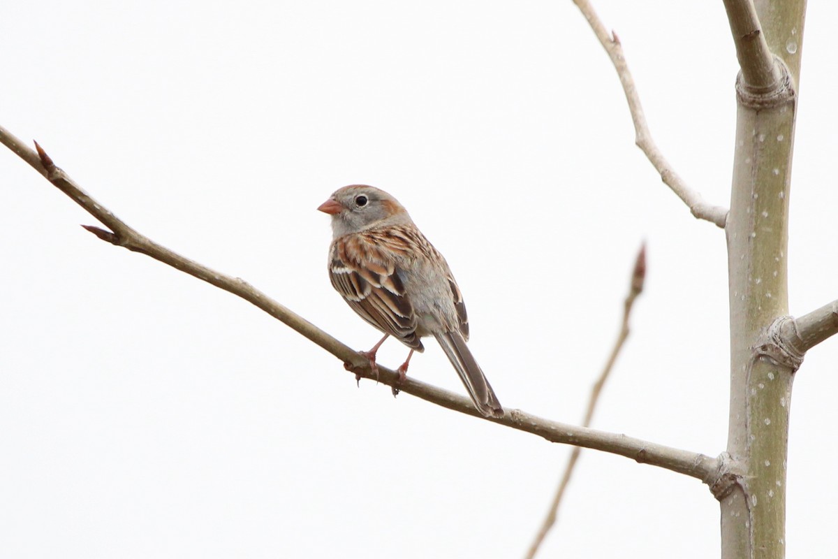Field Sparrow - ML557850641