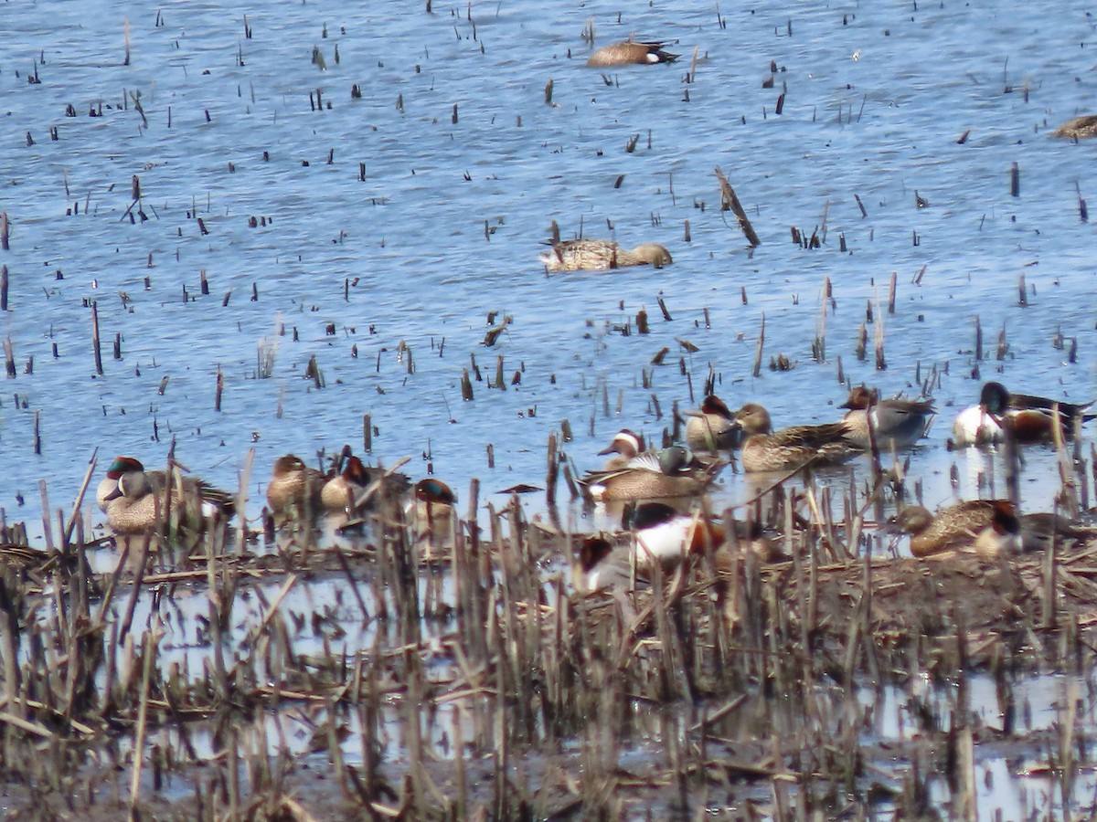 Garganey - ML557850761