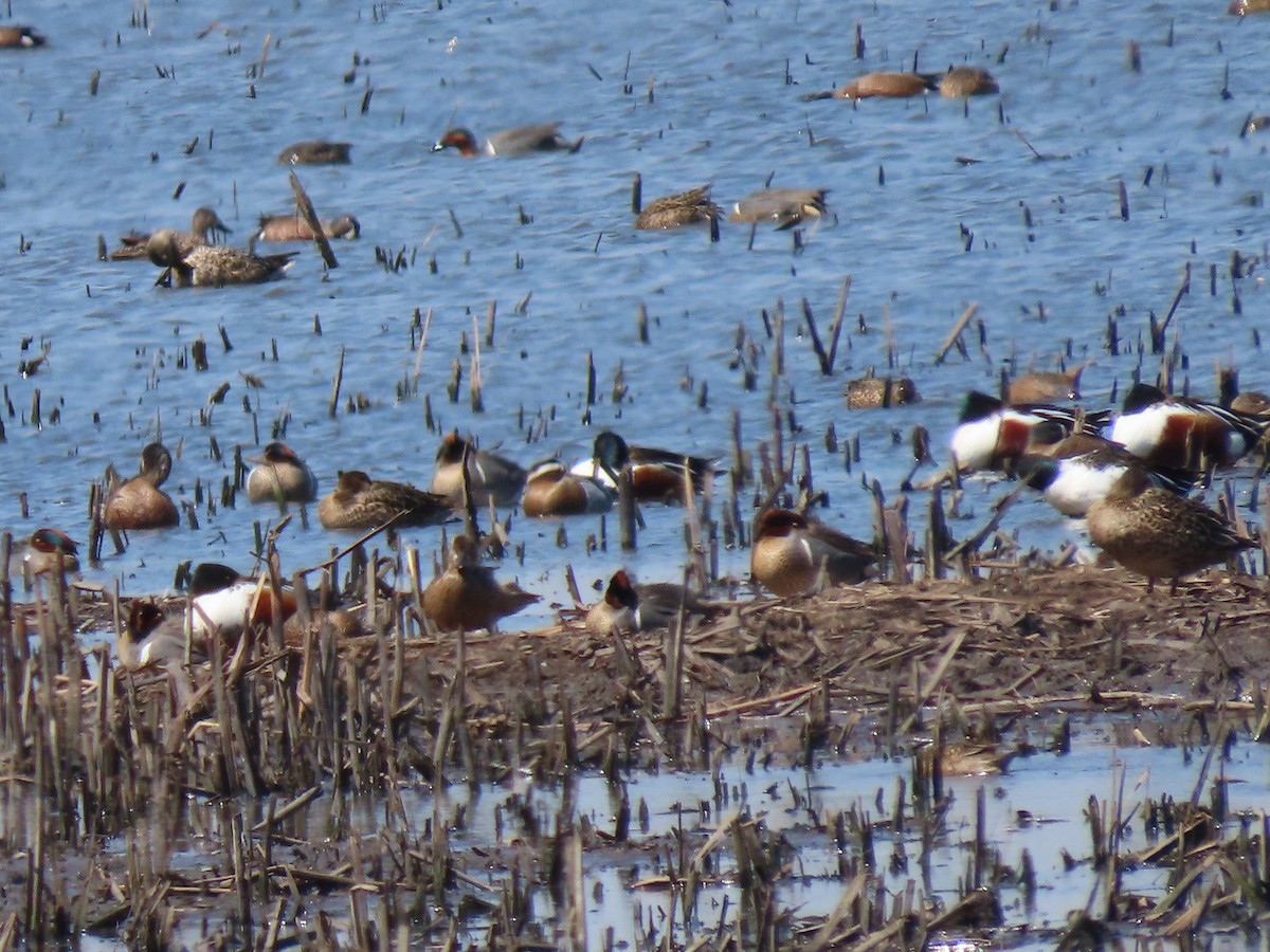 Garganey - ML557850771