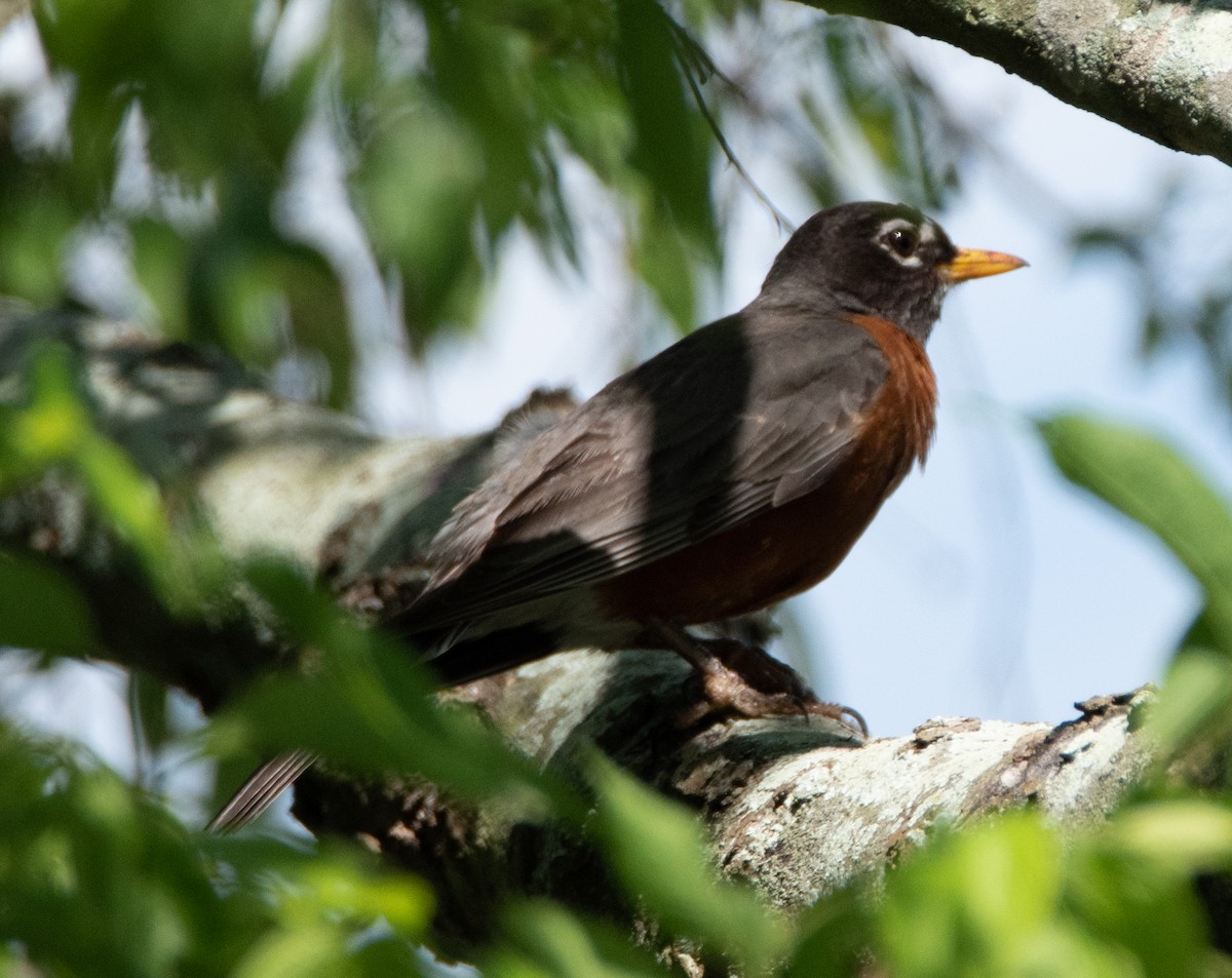 American Robin - ML557850981