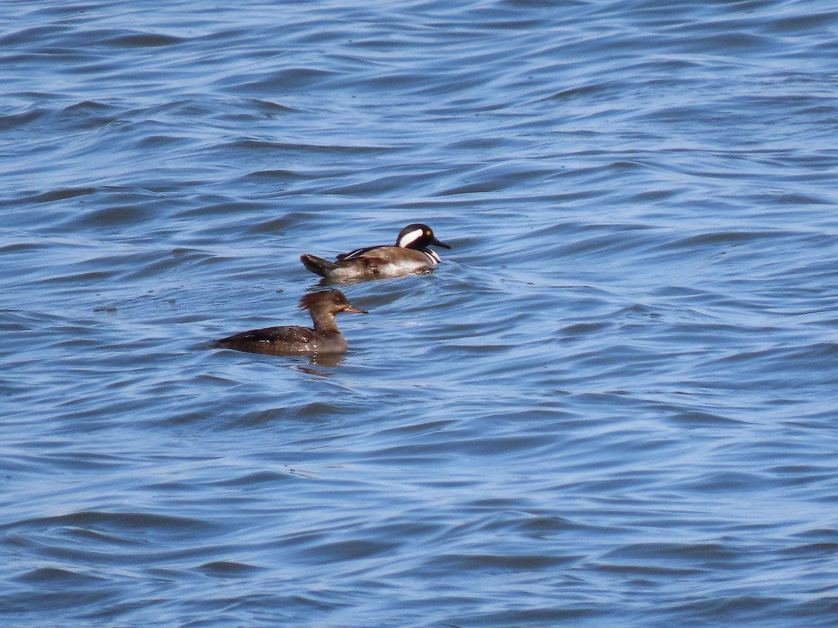 Hooded Merganser - ML557851021