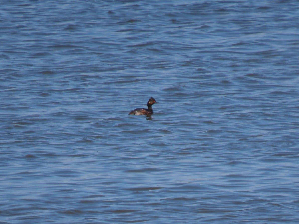 Eared Grebe - ML557851311