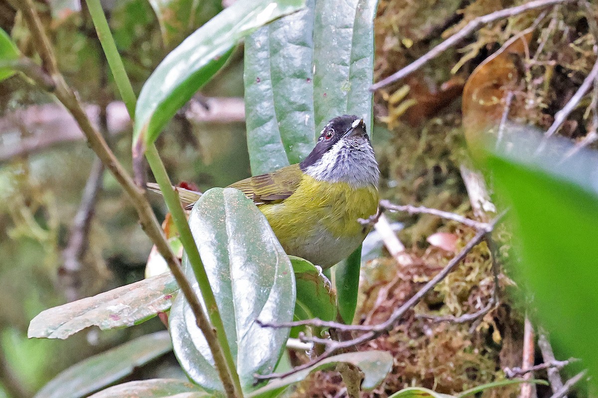 Sooty-capped Chlorospingus - ML557851671