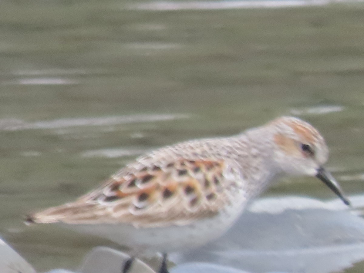 Western Sandpiper - ML557852171