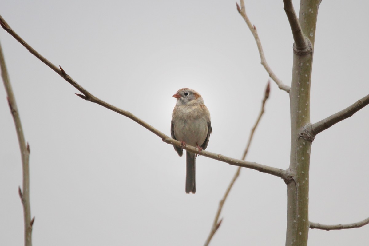 Field Sparrow - ML557852601