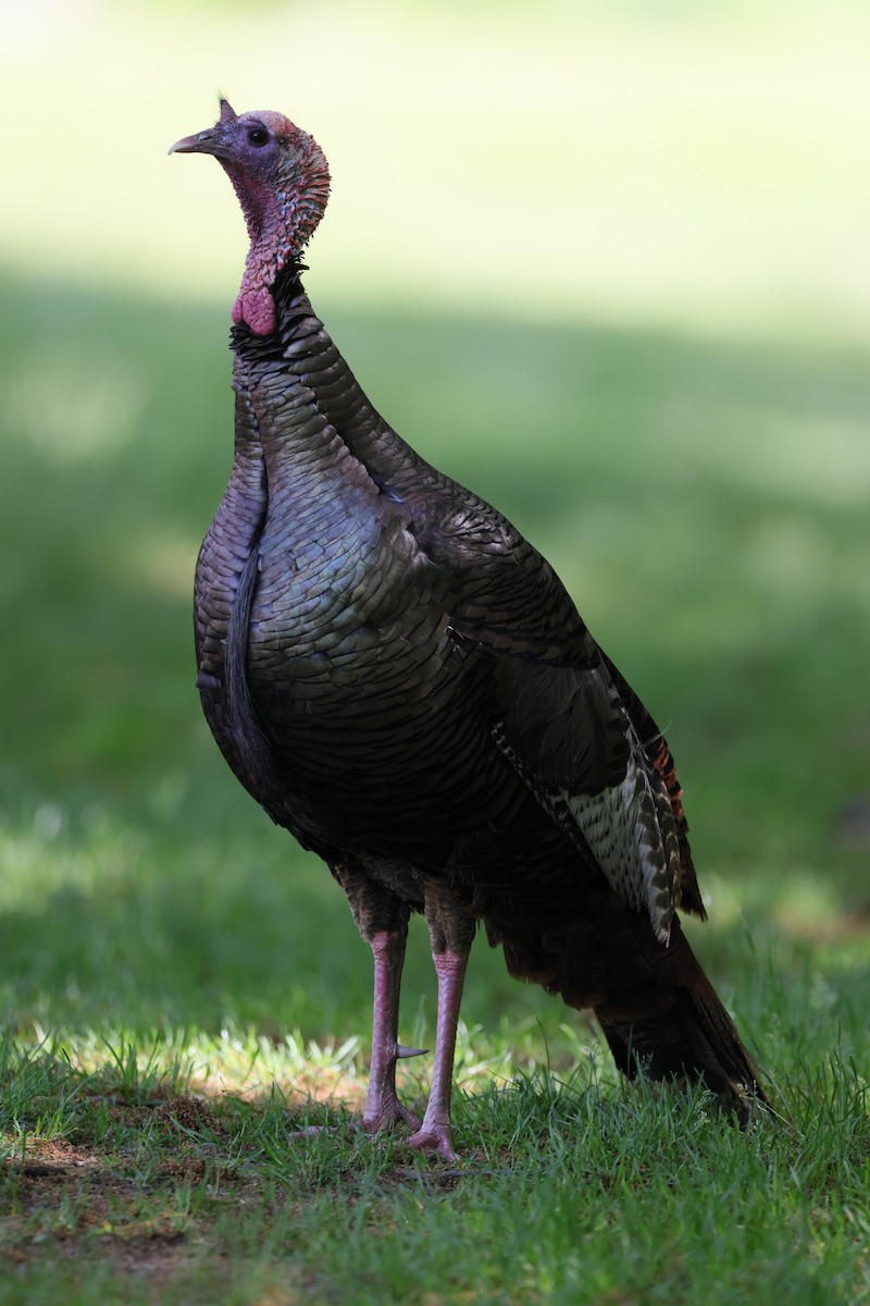 Wild Turkey - Chris Kennelly