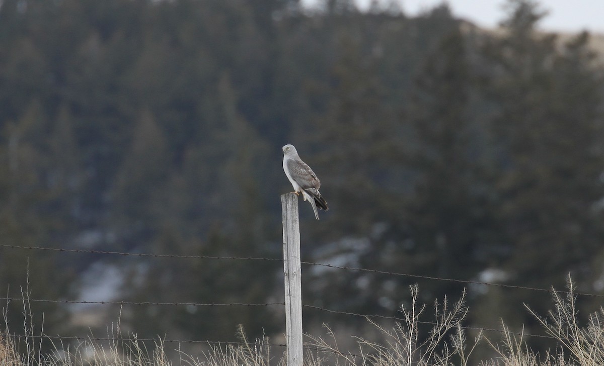 Northern Harrier - ML557854351