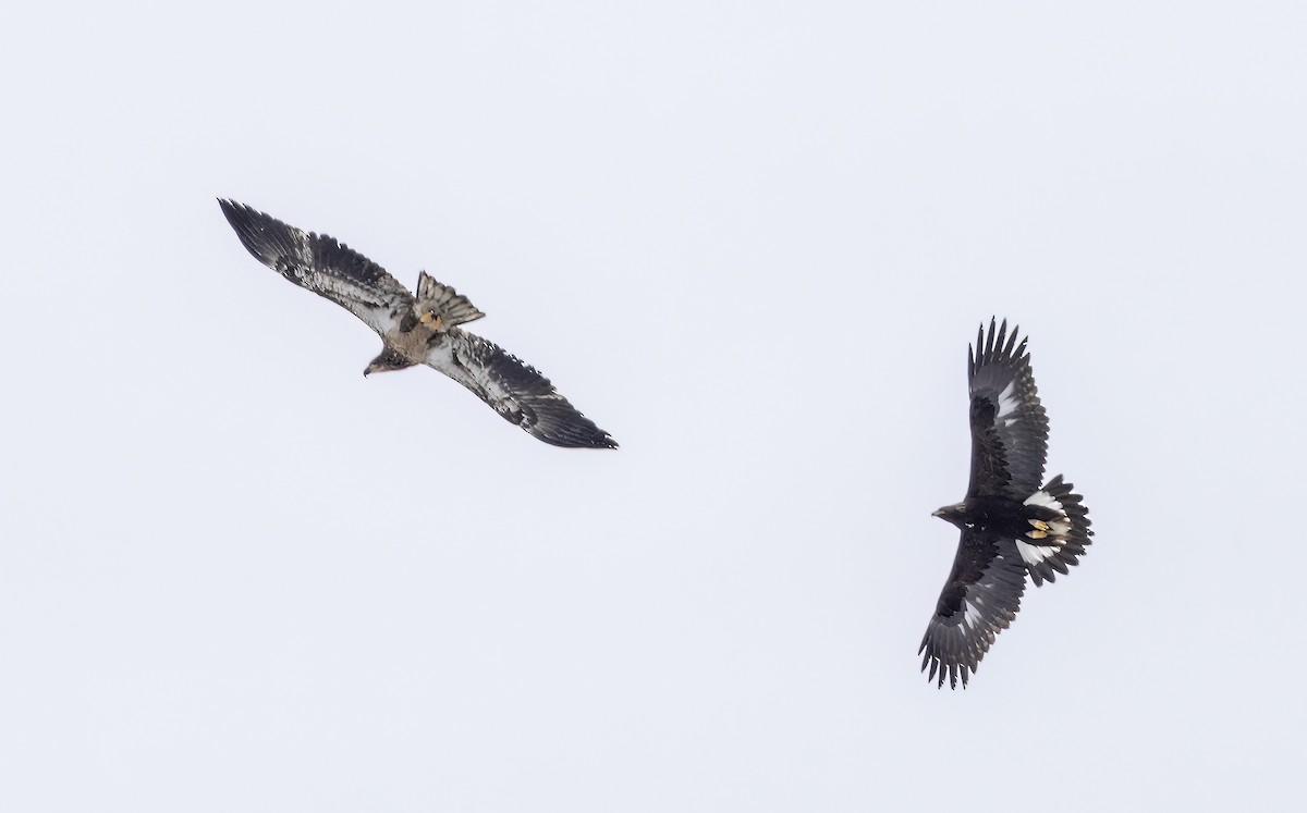 Águila Real - ML557855251