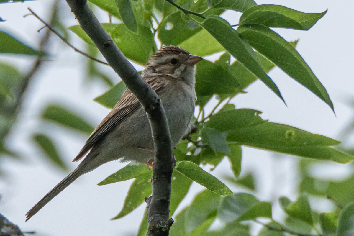 Clay-colored Sparrow - ML557856021
