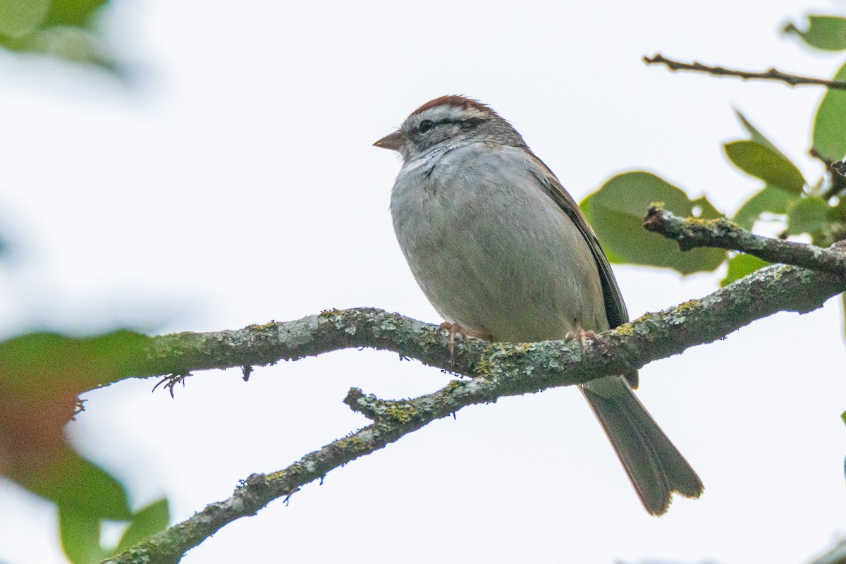 Chipping Sparrow - ML557856541