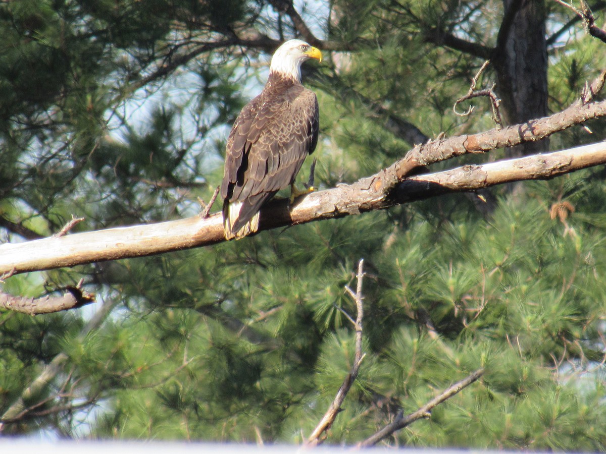 Bald Eagle - ML557857191