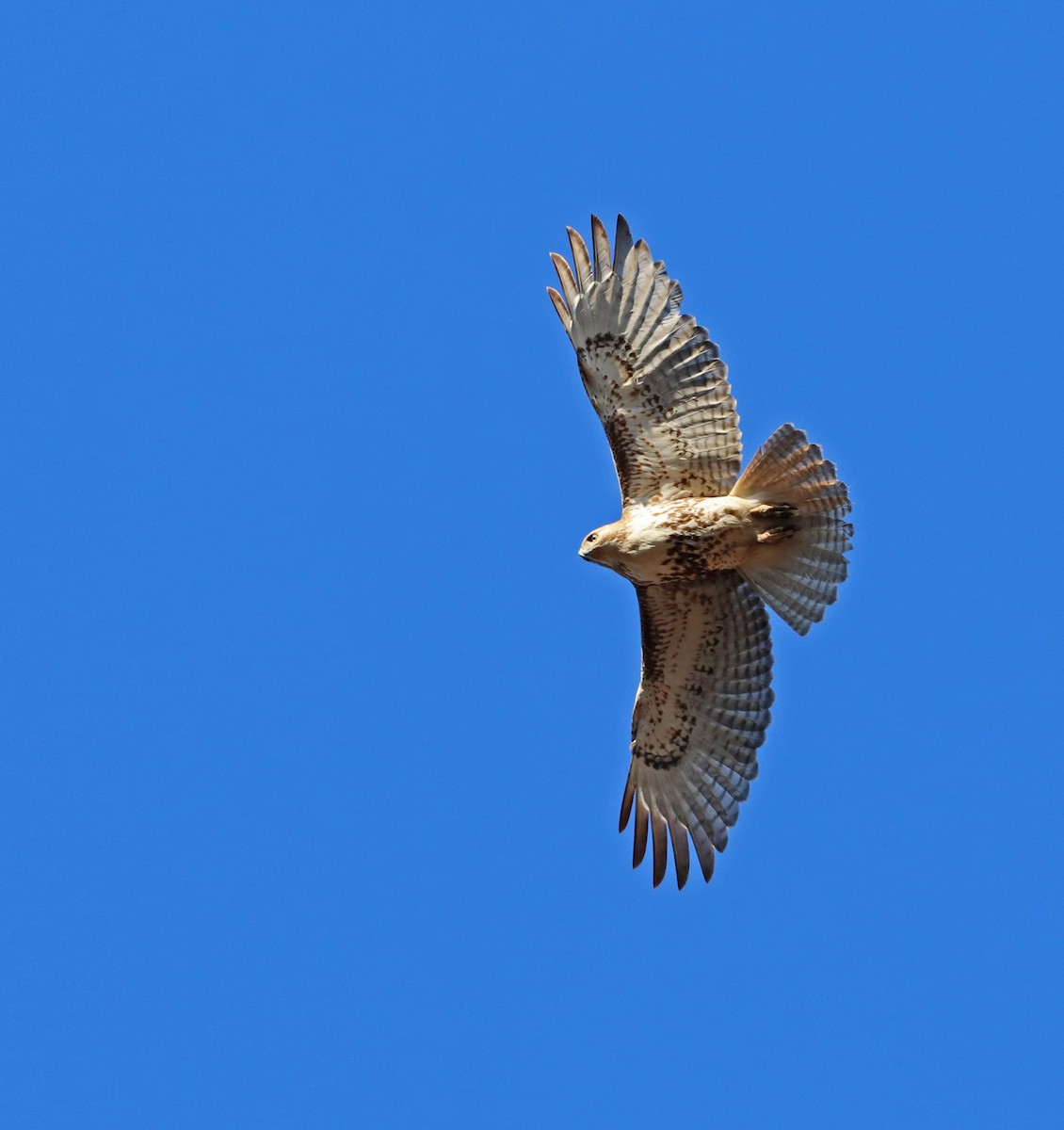 Red-tailed Hawk - ML557857361