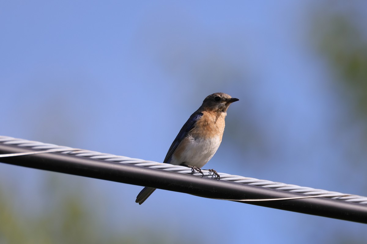 Eastern Bluebird - ML557857401