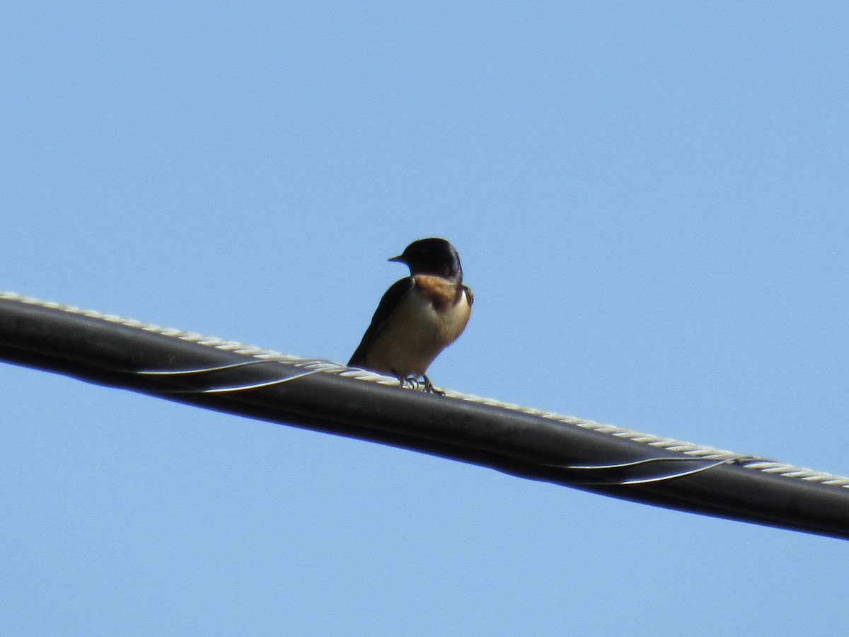 Golondrina Común - ML557857711