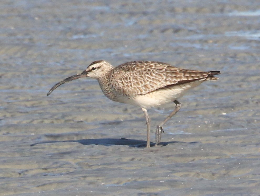 Whimbrel - Samuel Murray