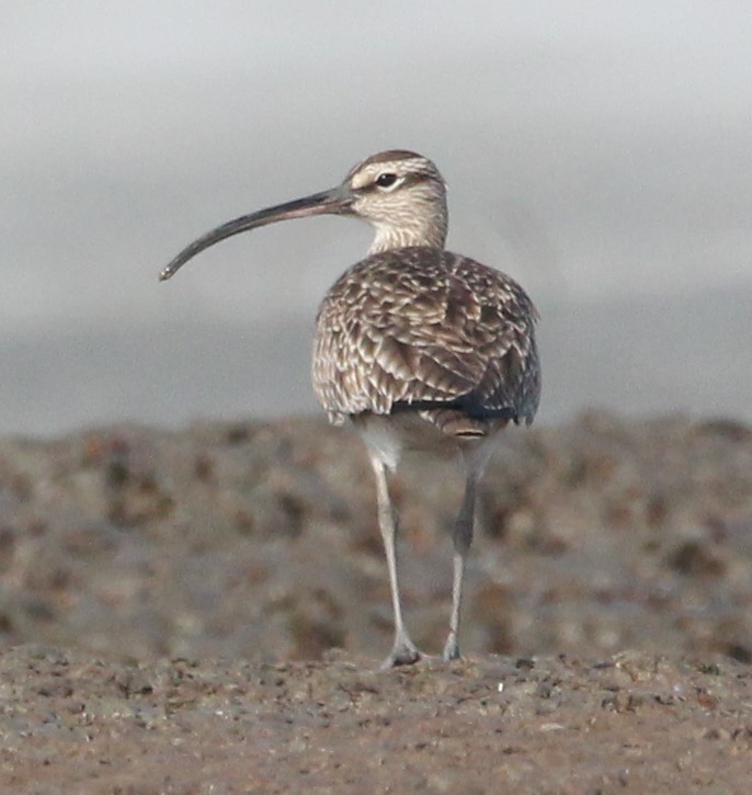 Whimbrel - Samuel Murray