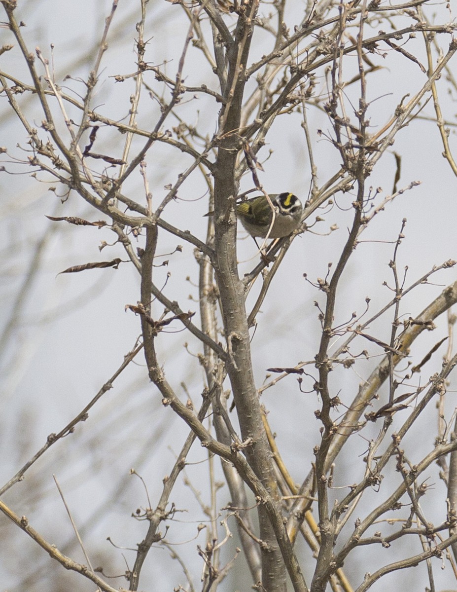 Roitelet à couronne dorée - ML55785921